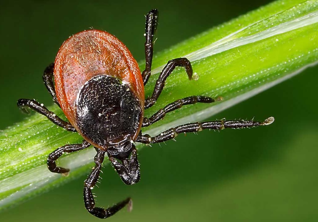 Close up of a tick on a plant