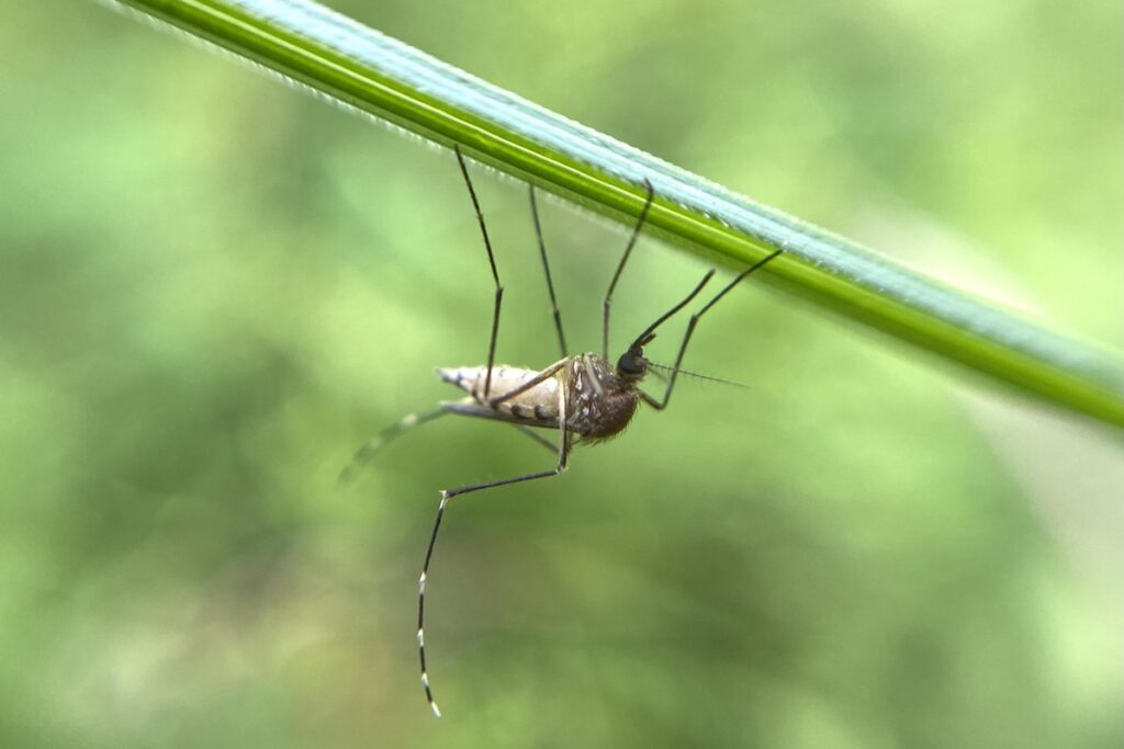 Mosquito on blade of grass