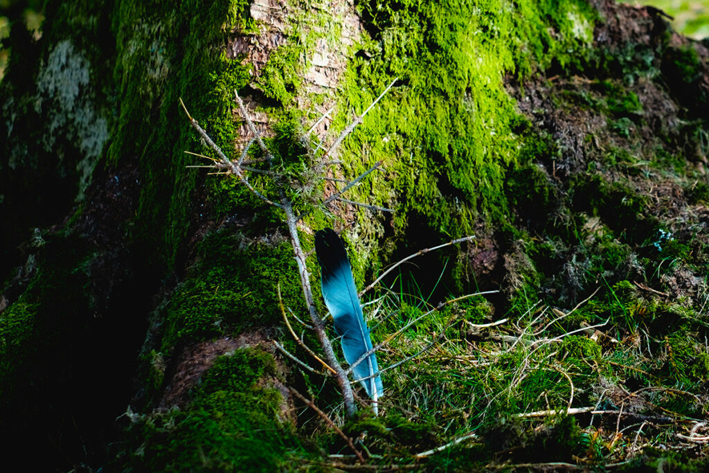 a blue feather present in a greenery forest area