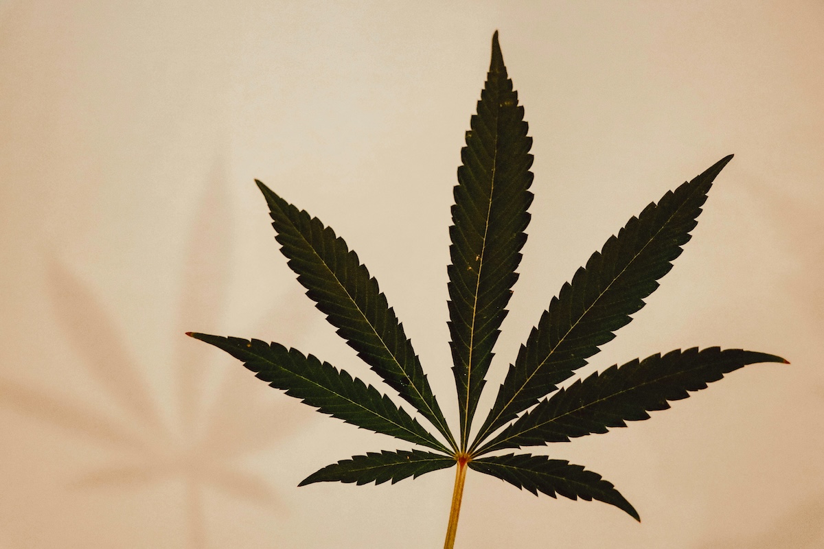 Marijuana leaf against a tan wall with it's shadow behind it.