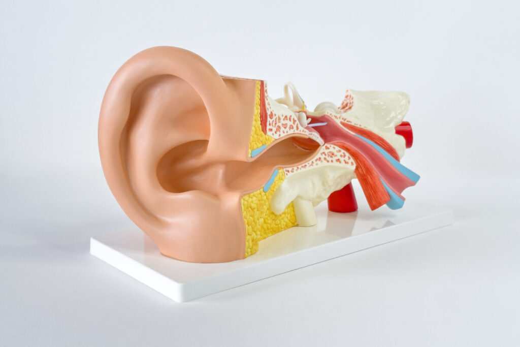 A plastic model of the human ear and ear canal.