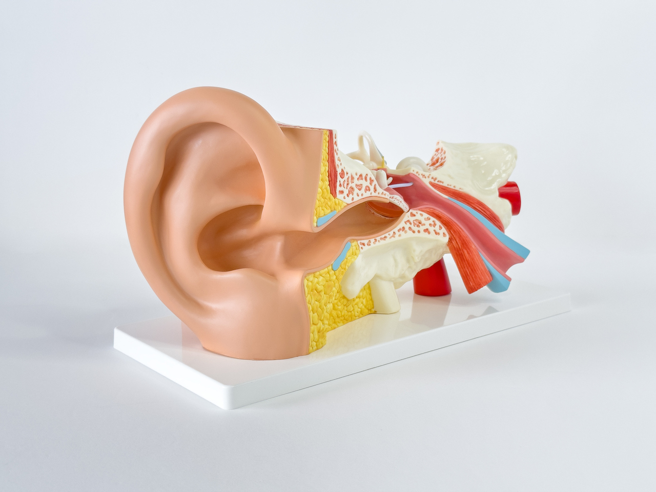 A plastic model of the human ear and ear canal.