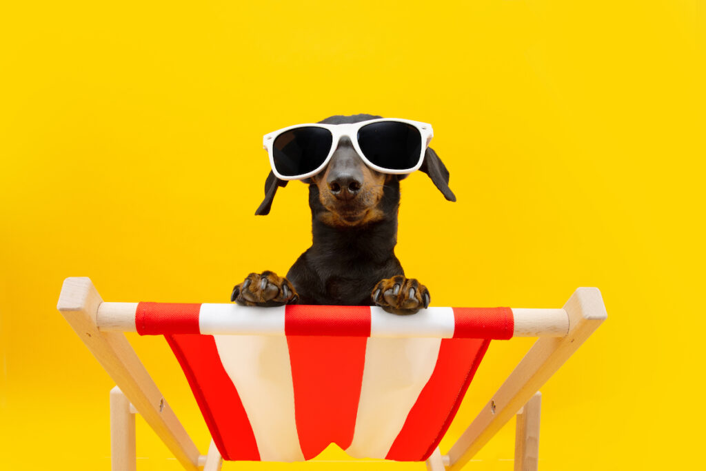 A small dog wearing white sunglasses perched on a red and white striped chair against a yellow background.
