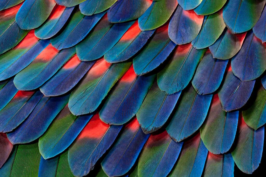 Colorful blue, green, and red bird feathers are seen close up.