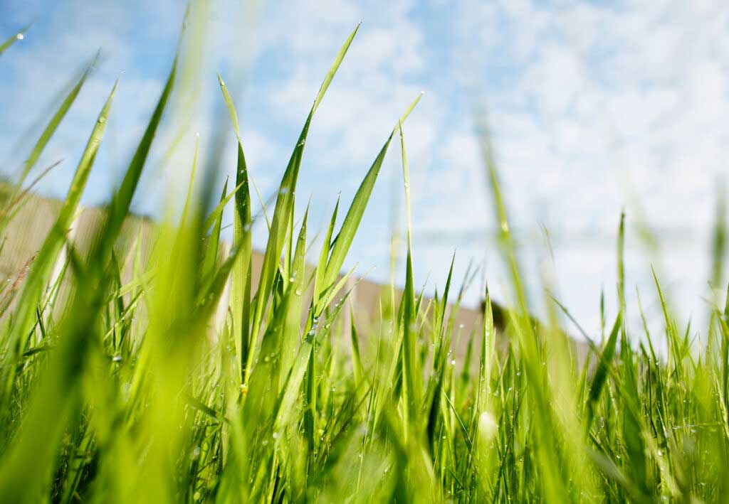 Green grass is seen close up against a blue sky.