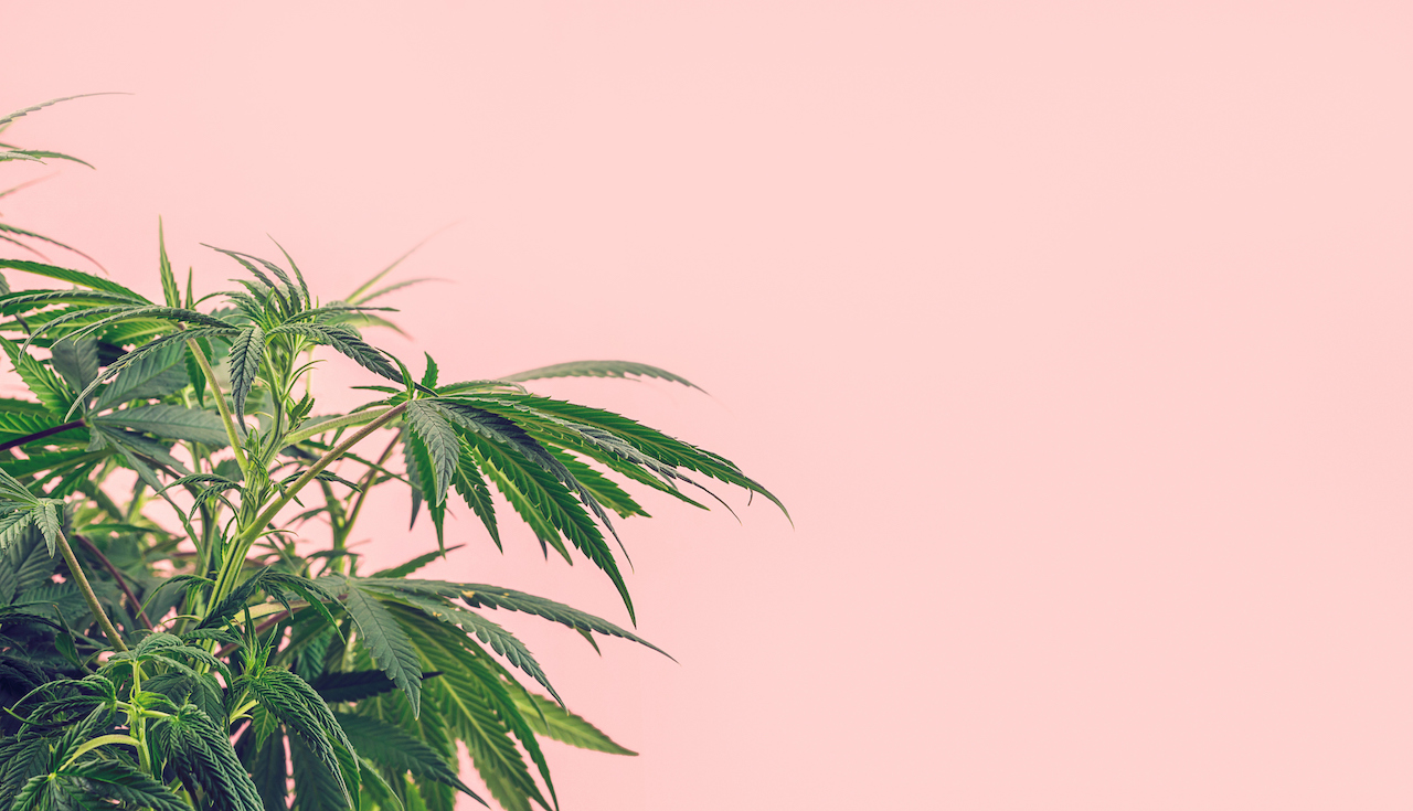 A cannabis plant against a pink background.