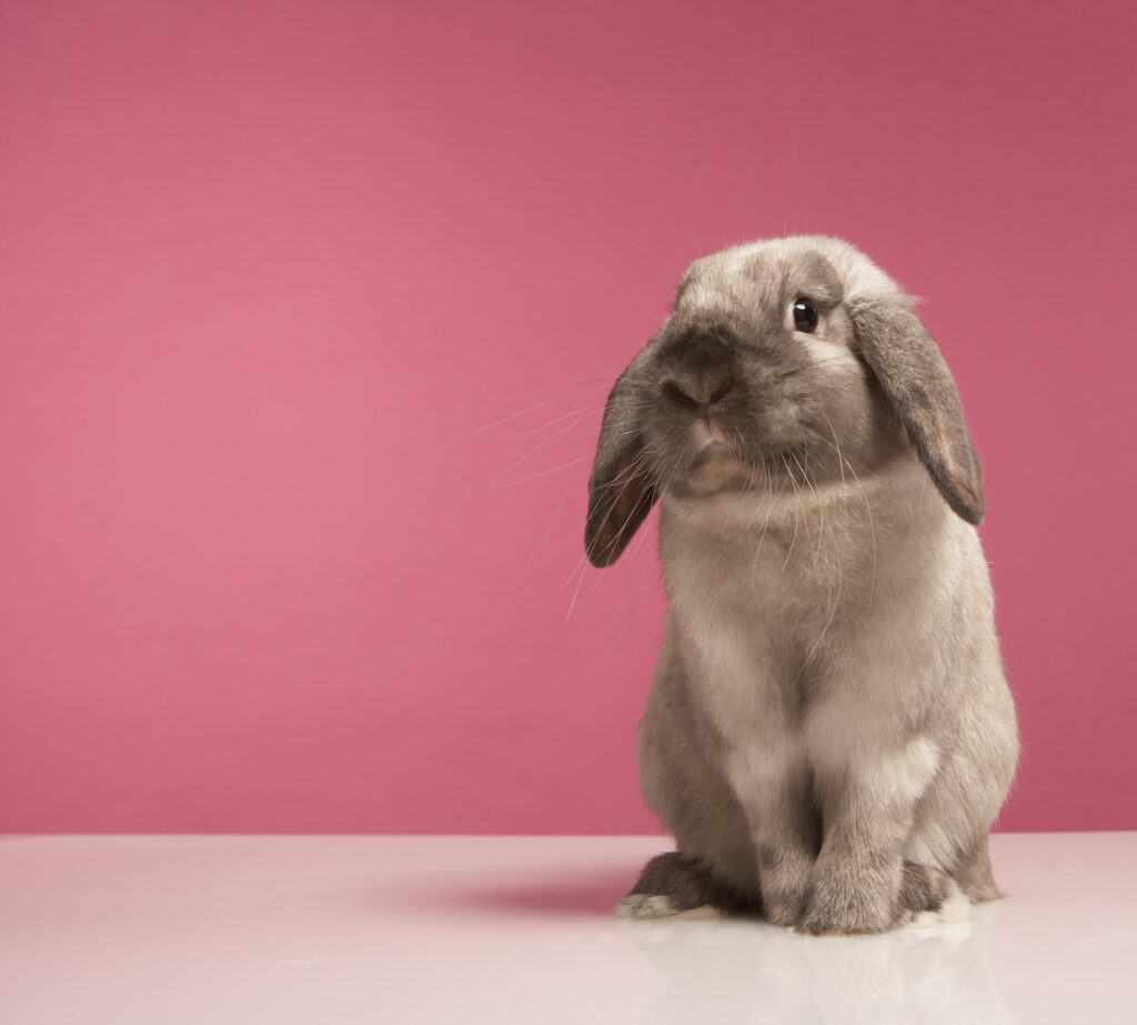 A brown rabbit sitting against a pink background.