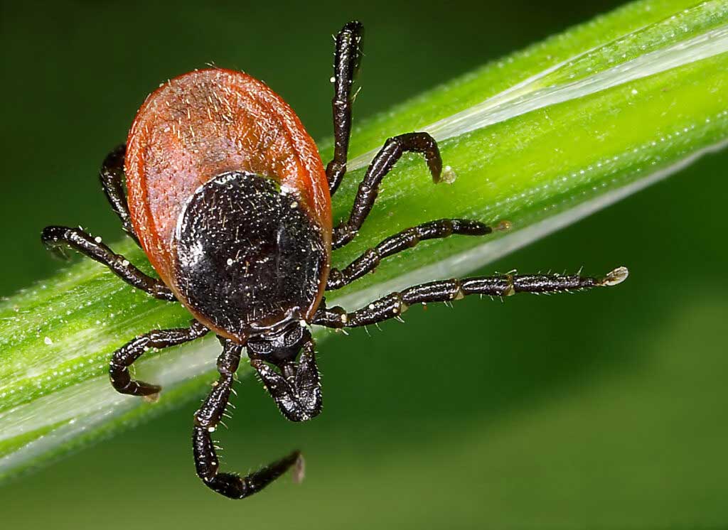 A close-up of a tick on a green leaf.