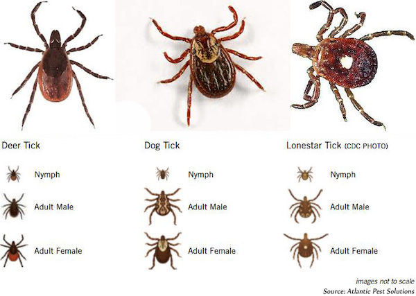 A chart with images of various kinds of ticks.