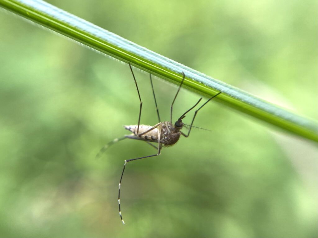 A mosquito on a green background.