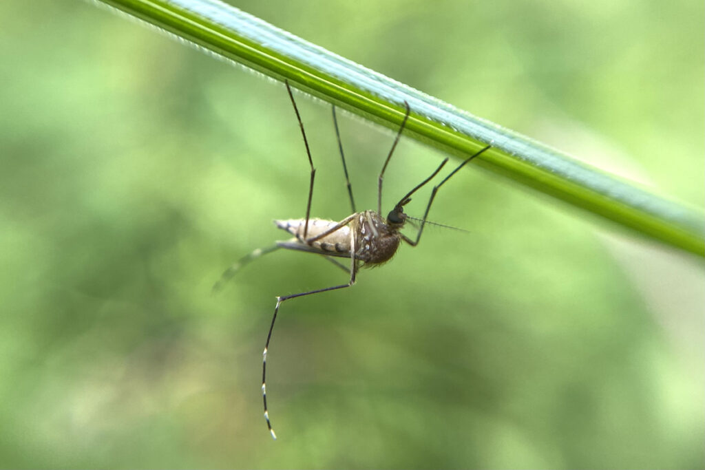 A mosquito on a green background.