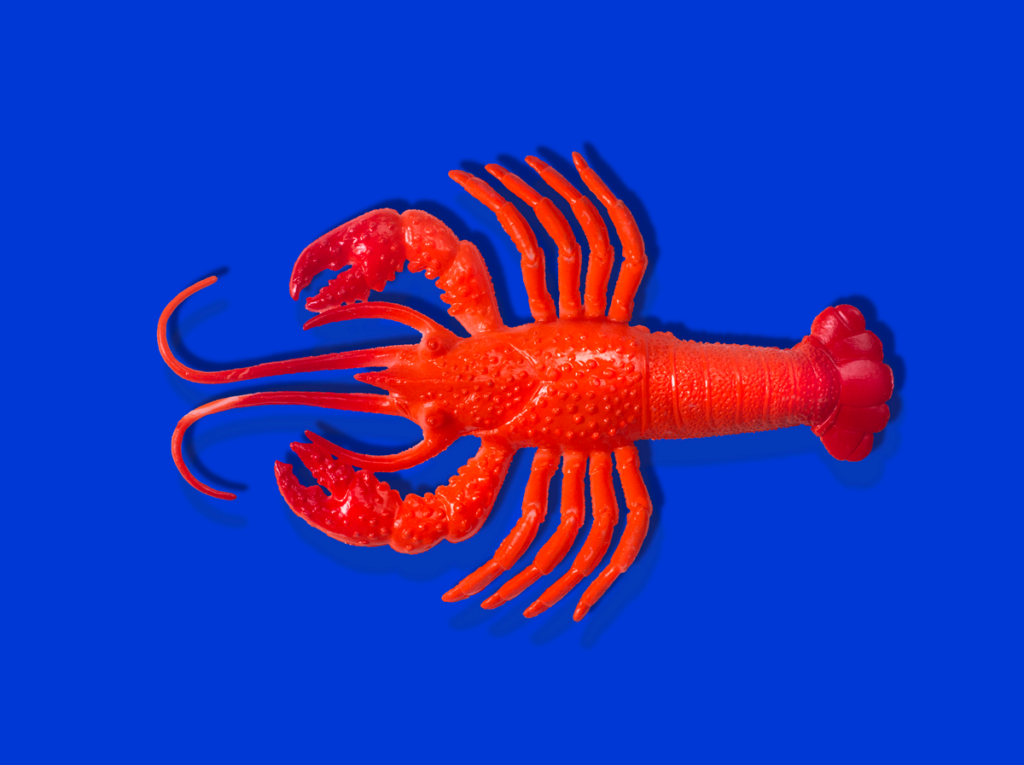 A red rubber lobster is seen on a blue background.
