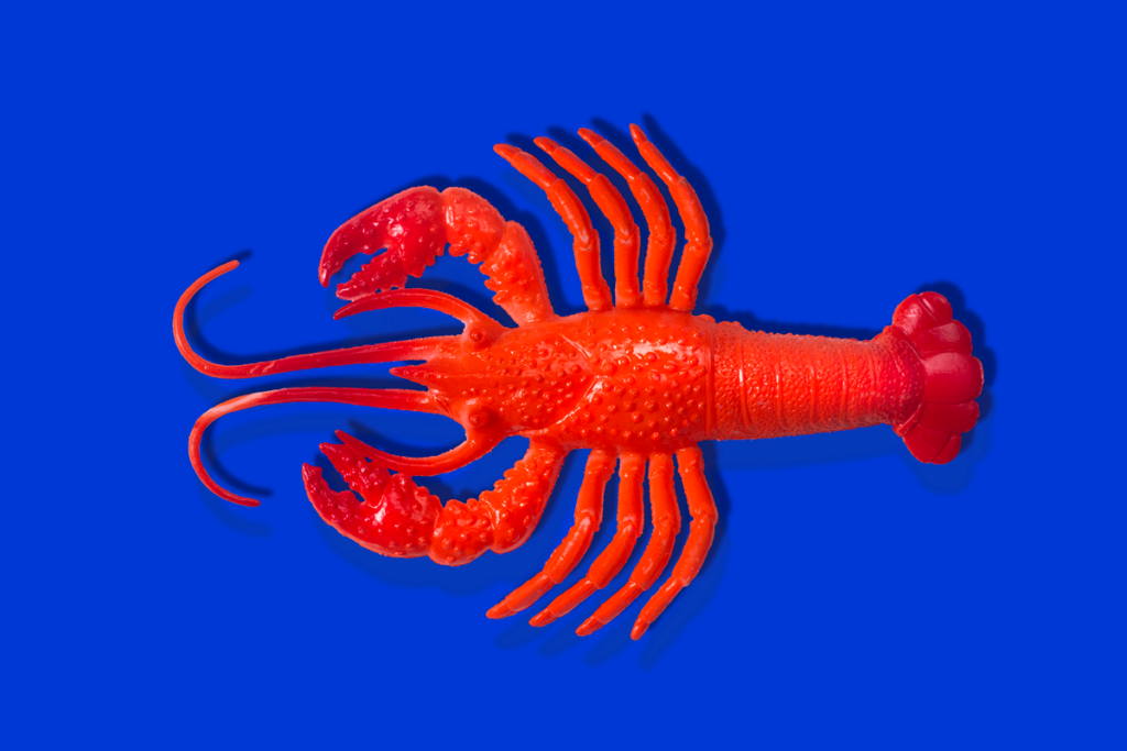 A red rubber lobster is seen on a blue background.