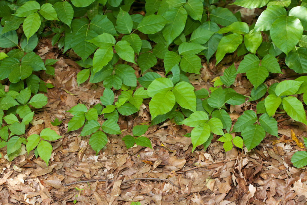 Poison ivy plants are pictured growing on the grown.
