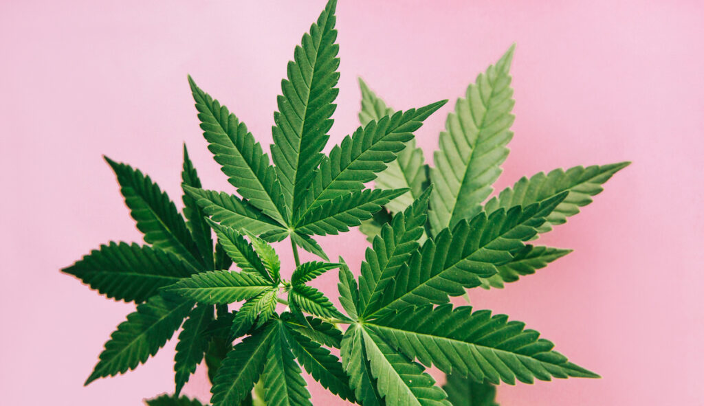 Marijuana leaves are seen on a pick background.