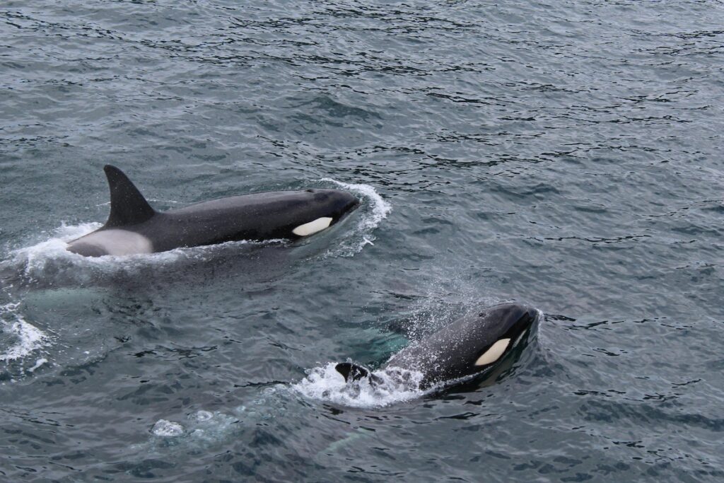 Two orcas swimming on ocean surface