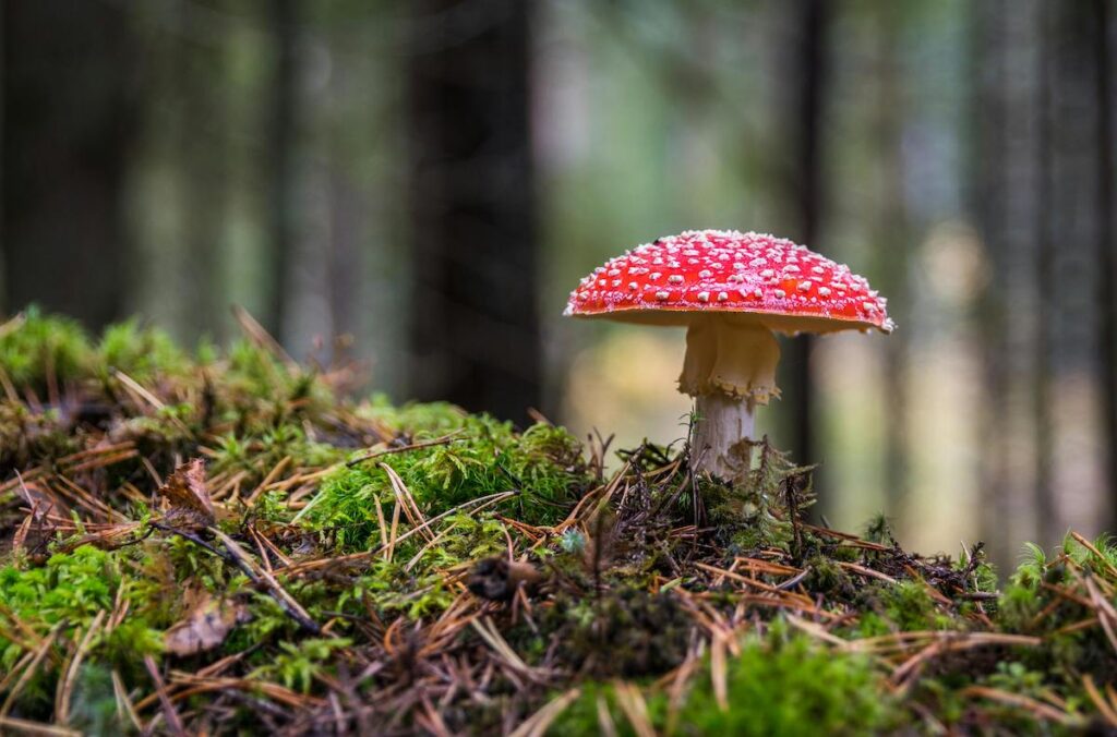 Magic mushroom in forest
