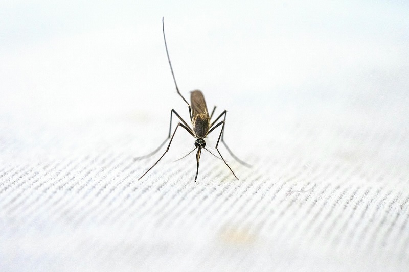 mosquito sitting on a floor