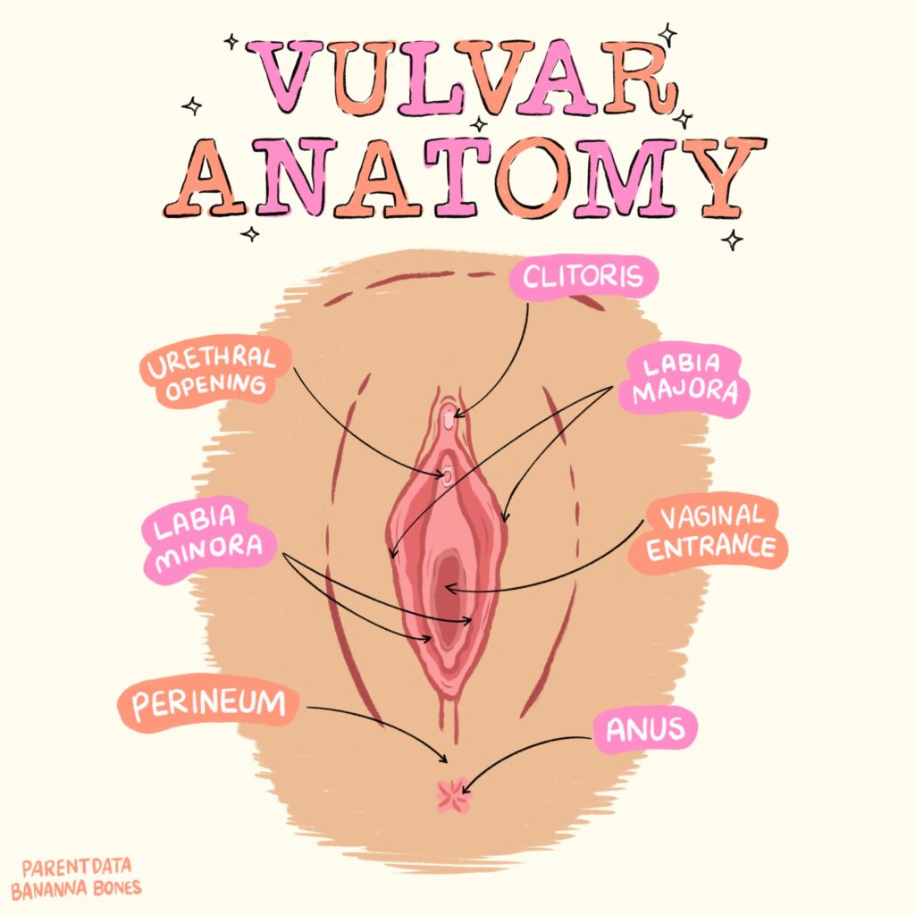 Illustration of vulvar anatomy