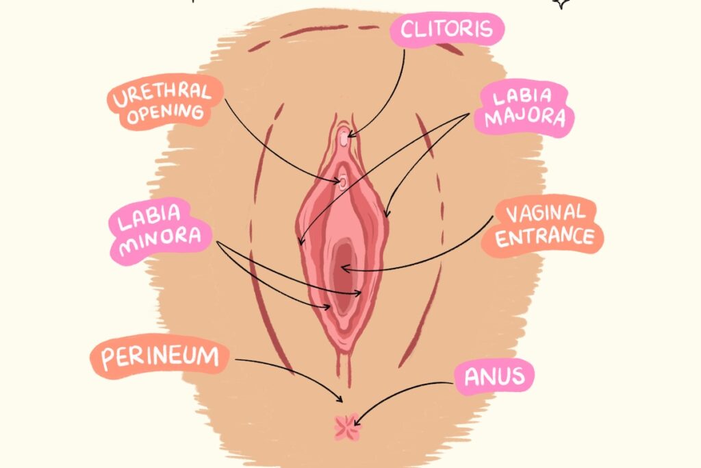 Illustration of vulvar anatomy