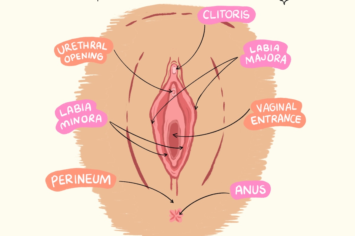 Illustration of vulvar anatomy