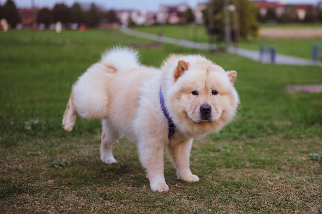 a cute white dog in a park