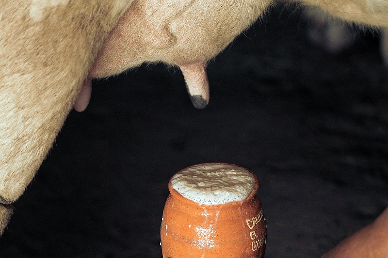 a jar full of raw milk under the cow