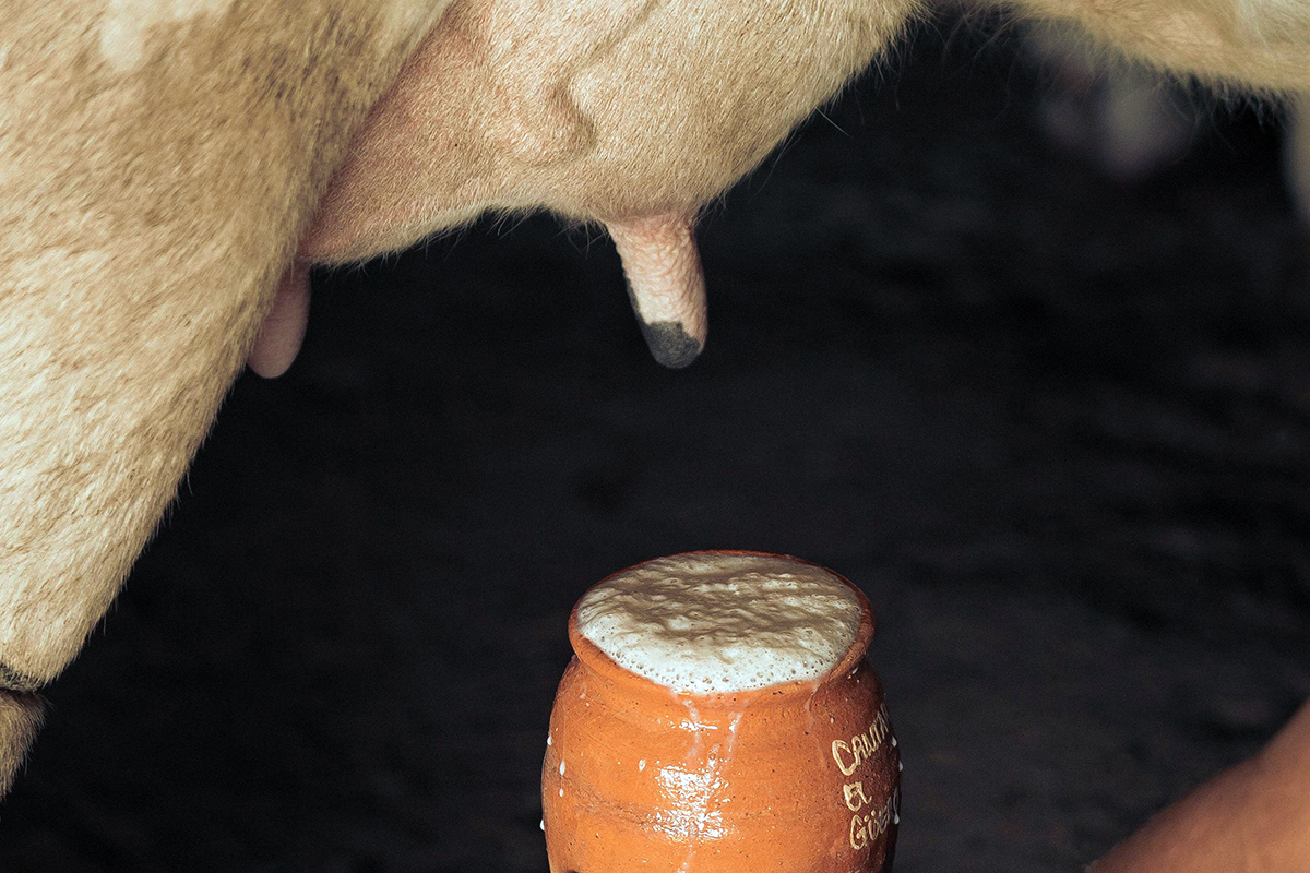 a jar full of raw milk under the cow