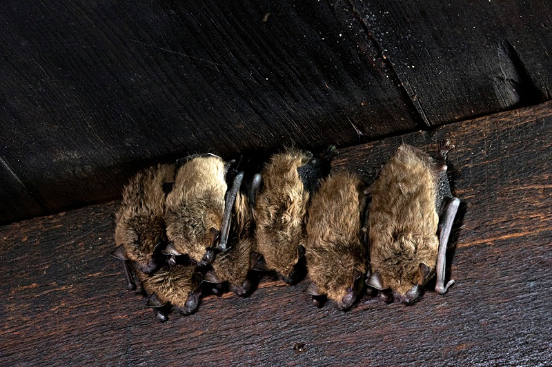 bats hanging on a wall in a dark room