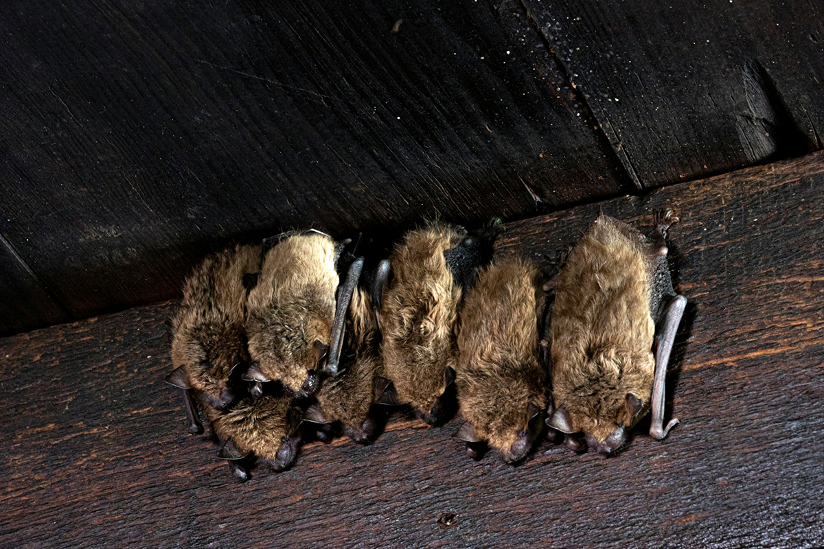 bats hanging on a wall in a dark room