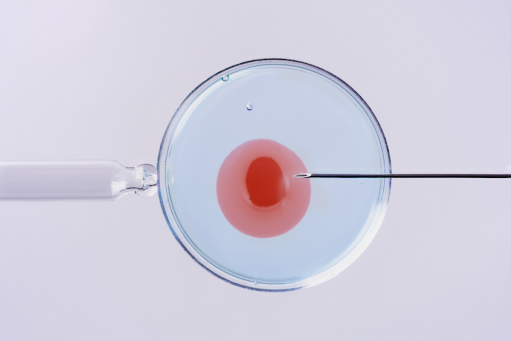 A petri dish containing an Ovum injected with a sperm