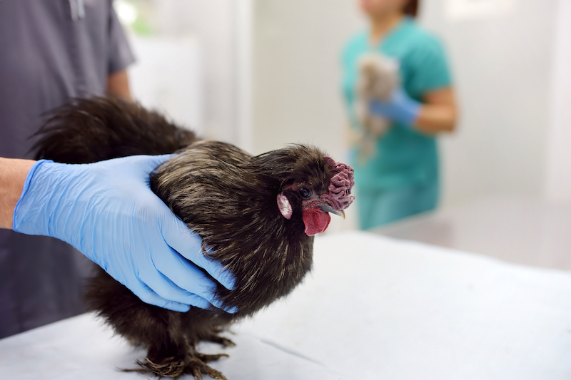 A person holding a chicken in a lab wearing gloves