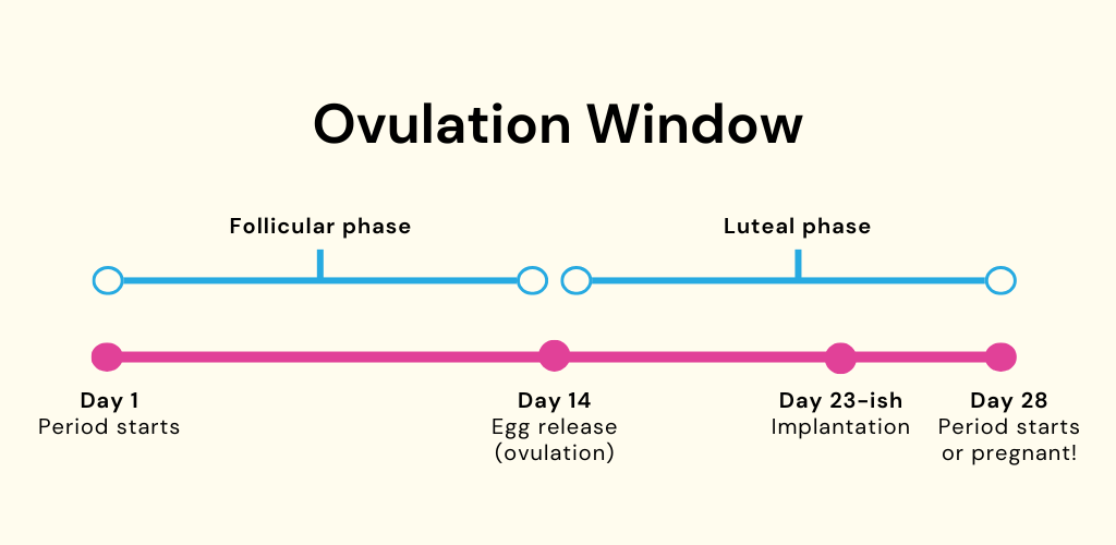 Ovulation window