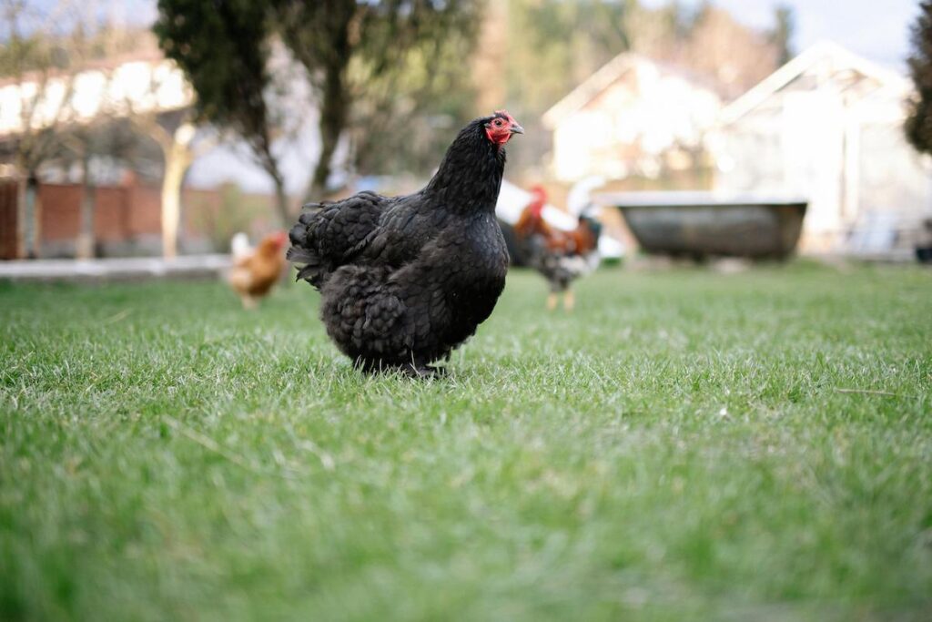 Chicken in the backyard