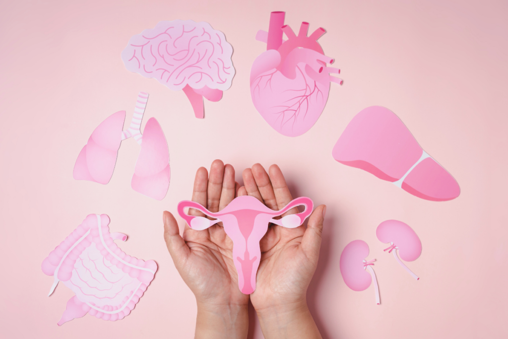 Hands holding a paper cut out of uterus while cut outs of other body parts are down in pink background.