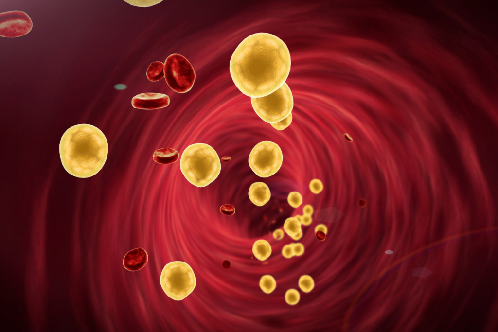 Illustration of a blood vessel carrying its components and cholesterol.