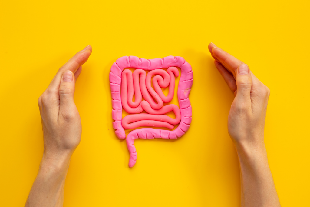 A model of intestine protected by two hands