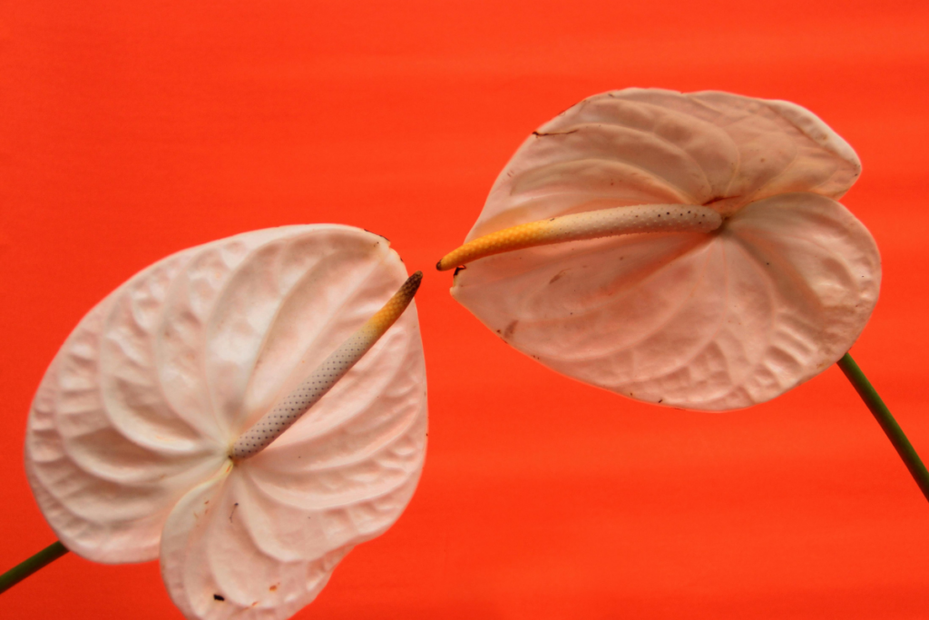 Two petals touching