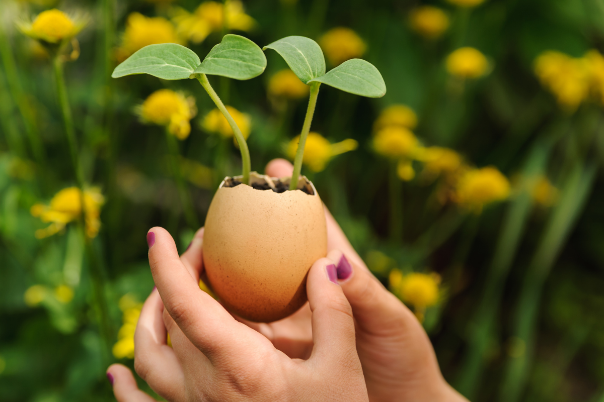 A plant blooming from an egg shell.