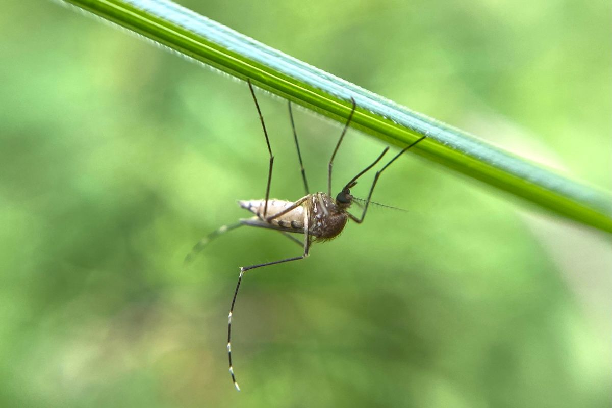 A mosquito on a leaf